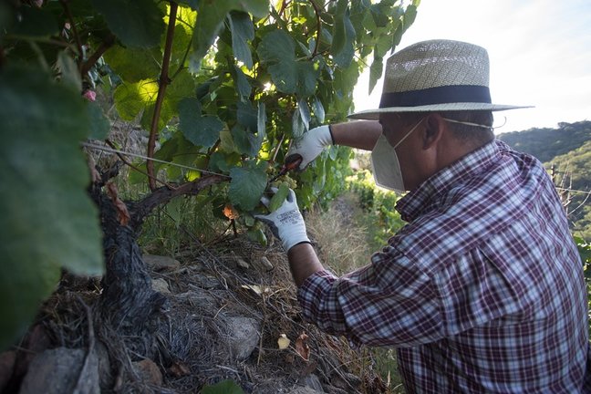 Archivo - Un vendimiador corta racimos de uvas en el viñedo