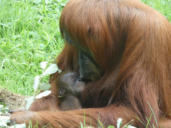 El Zoológico de Santillana del Mar ha registrado el nacimiento de una hembra de orangután de Sumatra, una especie en peligro crítico de extinción que, según los expertos, muy probablemente desaparecerá este siglo, de ahí que el alumbramiento suponga una esperanza. / Zoológico De Santillana Del Mar