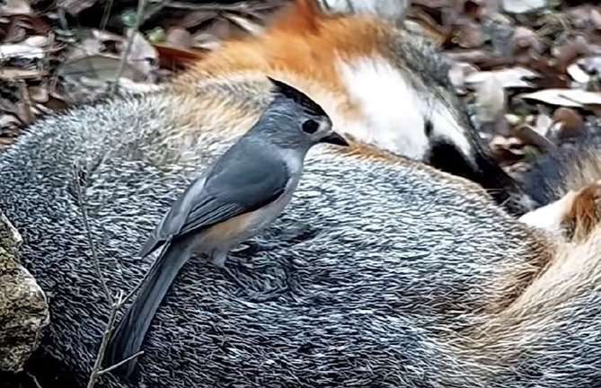 Captura de pantalla de un video de un carbonero de cresta negra robando la piel de un zorro dormido,