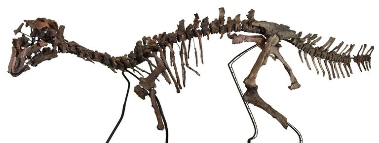 Archivo - La abundancia de fósiles en el yacimiento de Ariño ha posibilitado la reconstrucción de un esqueleto de Proa, actualmente expuesto en Dinópolis.