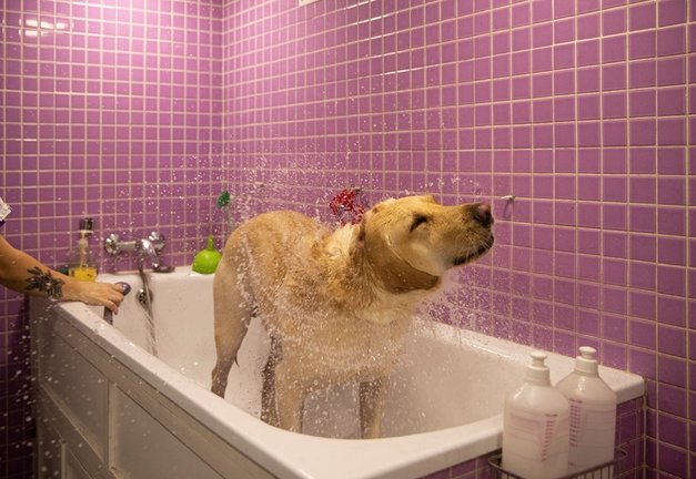 Archivo - Un perro se sacude el agua tras ser lavado en una peluquería canina