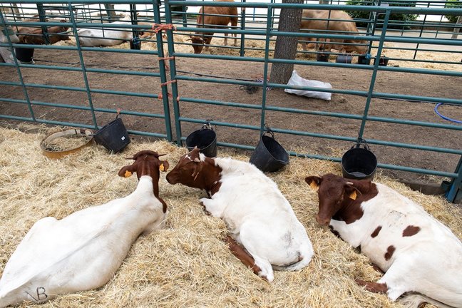 Archivo - Vacas durante una muestra de ganado. Foto de archivo.