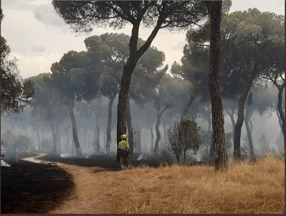 Una imagen de un bombero en el incendio de El Tiemblo.
