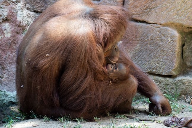 Suli, orangután de Borneo, con su bebé