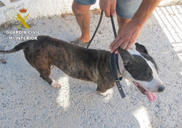 Perro encontrado en condiciones lamentables en el barrio de Torrecuevas