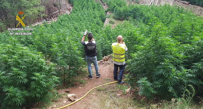 La plantación de 2.123 plantas de marihuana desmantelada este miércoles en una zona rural del municipio de Vandellos-Hospitalet (Tarragona).