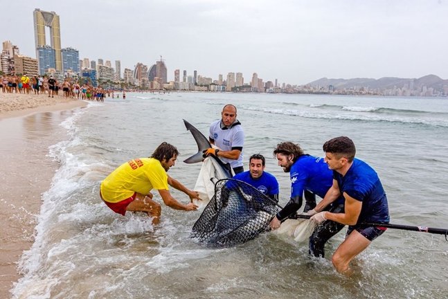Consiguen reintroducir a mar abierto a una tintorera varada en la Playa de Poniente de Benidorm (Alicante)