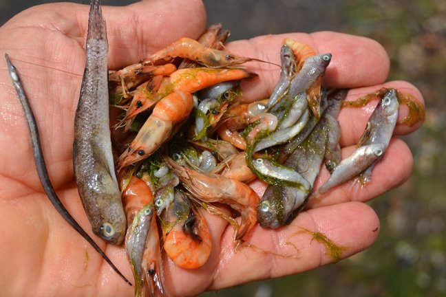 Ejemplares de peces que aparecieron muertos este lunes en la orilla del Mar Menor