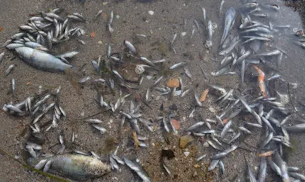Peces y camarones muertos encontrados en la laguna del Mar Menor en Murcia, España. Fotografía: Anse Handout/EPA