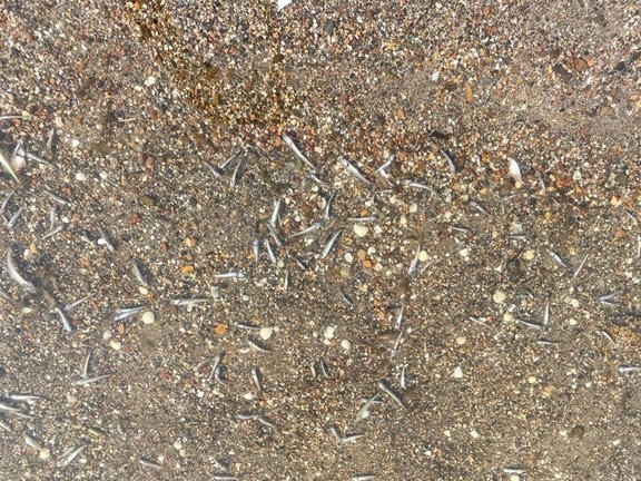 Peces muertos en la orilla de una playa de Los Nietos (Cartagena)