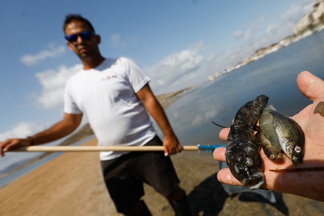 Archivo - Aparecen peces muertos por cuarto día consecutivo en el Mar Menor. La Manga km 3 Isla del Ciervo