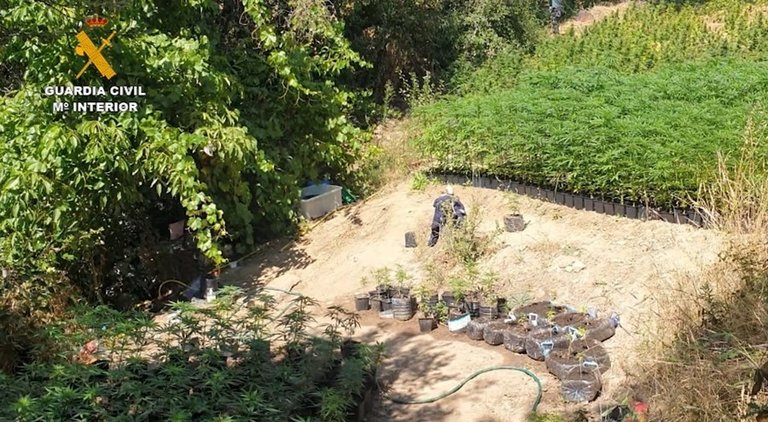Imagen de la plantación de marihuana en el paraje protegido del embalse El Atazar