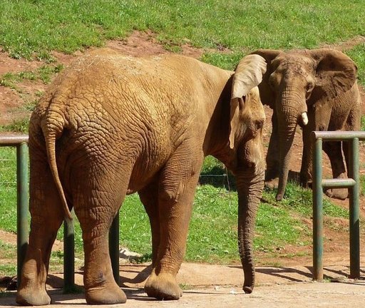 Industria. Elefante cesión Países Bajos. Yambo.  Parque de la Naturaleza de Cabárecno. 20 AGOSTO 2021 © Oficina de comunicación