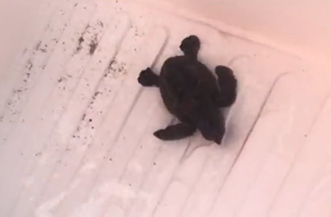 Una de las tortugas nacidas en el nido custodiado por voluntarios en Mojácar (Almería).