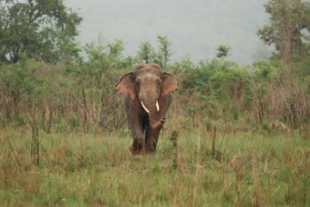 Archivo -     Los cazadores furtivos han matado en las últimas semanas a 28 elefantes del bosque en peligro de extinción en los parques nacionales de Nki y Lobeke, en el sureste de Camerún, según dijo el miércoles la organización ecologista WWF