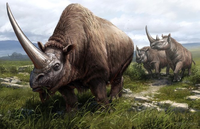 Archivo - Ilustración de tres especies extintas de rinocerontes cuyos genomas fueron secuenciados como parte del estudio. En primer plano, un unicornio siberiano (Elasmotherium sibiricum) y muy cerca dos rinocerontes de Merck (Stephanorhinus kirchbergensi