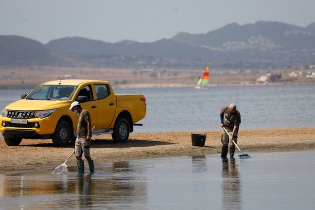 Dos personas recogen peces muertos que han aparecido en varias zonas del Mar Menor.