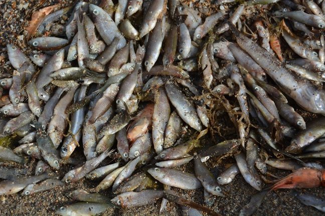 Episodio de mortandad de peces en el Mar Menor.