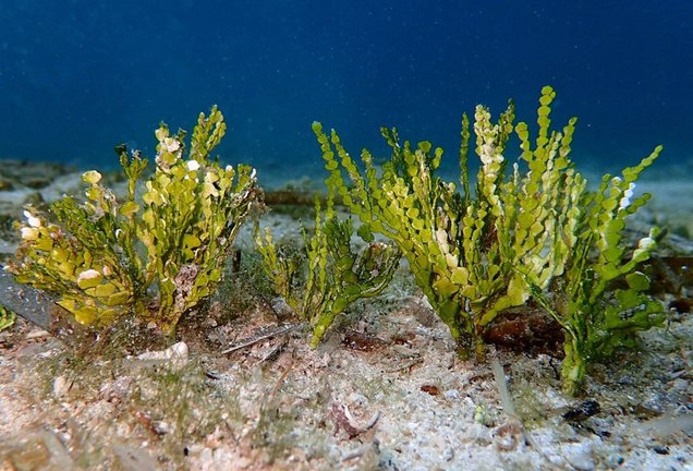 Imagen de la 'Halimeda incrassata', el alga invasora detectada en aguas de Mallorca