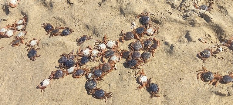 Centenares de cangrejos muertos en la playa de Meirás, en Ferrolterra