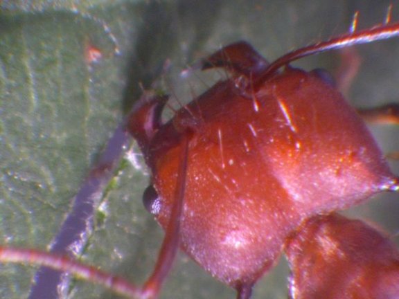 Las mandíbulas de las hormigas tienen un poderoso mordisco, gracias a los átomos de zinc incrustados.