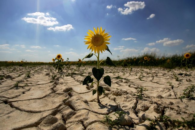 Archivo - Desertización. Sequía. Ola de calor. Cambio climático