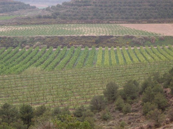 Archivo - Campos de cultivo en Mallorca.