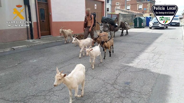 Identificado un peregrino que realizaba el Camino de Santiago con 10 animales carentes de documentación