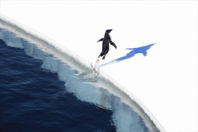Adelie Penguin Leaping From Water
