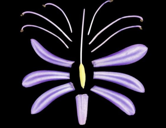Una flor de lirio africano (Agapanthus africanus) se divide en partes componentes.
