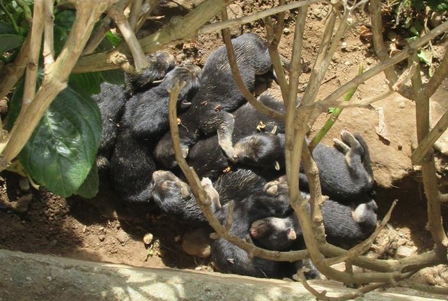 Camada de cachorros recién nacidos por cuyo abandono ha sido investigado un vecino de Ferreira de O Valadouro (Lugo) por maltrato animal.