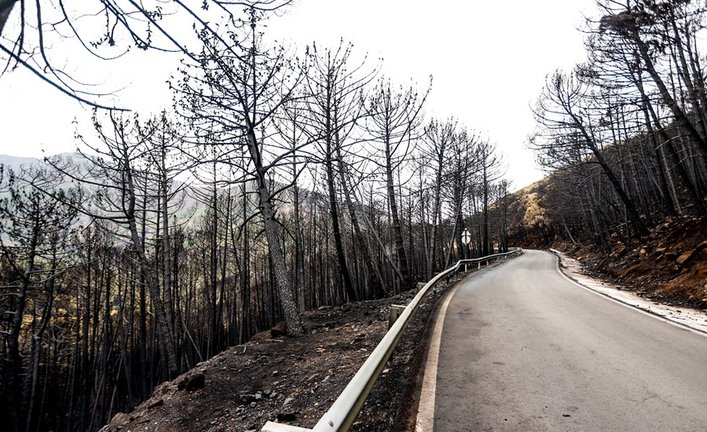 Zonas quemadas por el incendio de Sierra Bermeja, en el área de Puerto de Peñas Blancas a 14 de septiembre 2021 en Estepona (Málaga) Andalucía