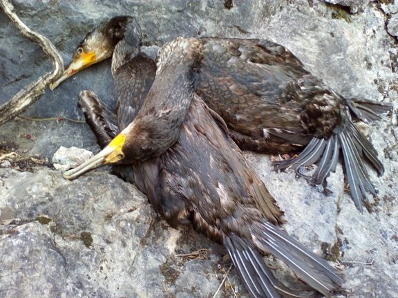 Cormoranes muertos