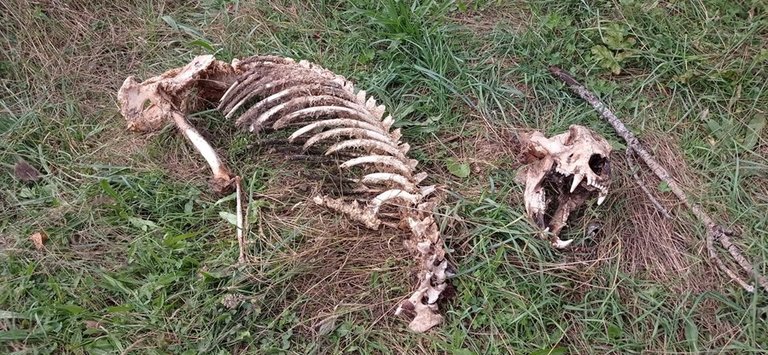 Esqueleto de oso adulto localizado en la localidad de Fesgar (León).