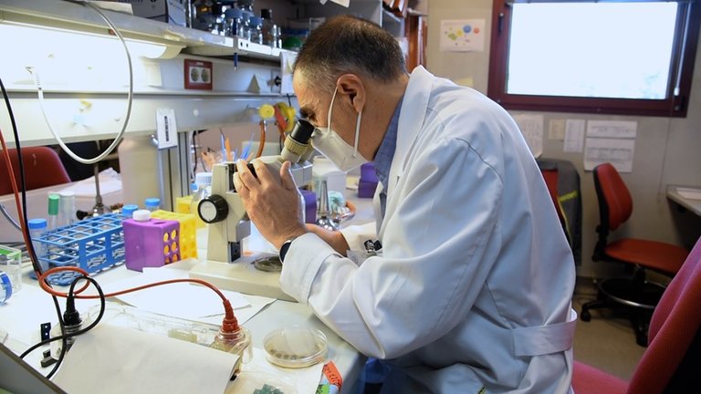 Miguel Ángel Peñalva en su laboratorio del Centro de Investigaciones Biológicas Margarita Salas (CIB-CSIC) mientras observa una placa del hongo ‘Aspergillus nidulans’ con el gen de la alcaptonuria.
