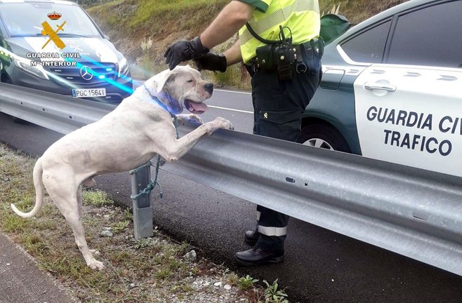 El dogo argentino capturado en Pomaluengo