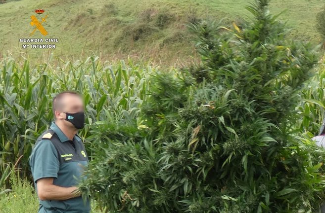 Plantación de marihuana intervenida en Vispieres