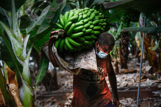 Un agricultor lleno de ceniza recoge una piña de plátanos, antes de que la lava del volcán de Cumbre Vieja llegue a las plantaciones, a 23 de septiembre de 2021, en Tazacorte, La Palma, Santa Cruz de Tenerife, Canarias (España). La Palma es la isla del archipiélago que más plátano produce después de Tenerife, el 50% de su PIB viene de esta fruta a la que se dedican más de 5.300 productores y cerca de 10.000 familias dependen directamente de su cultivo. La erupción del volcán el pasado domingo, ha paralizado la cosecha del 15% del plátano canario, unas 300 hectáreas de plantaciones. Muchos cultivadores de plátanos han recogido durante estos días sus cosechas antes de que la lava arrase las plantaciones.
23 SEPTIEMBRE 2021;PLATANOS;PLATANERAS;CULTIVO;CANARIAS;LA PALMA;VOLCAN;AGRICULTURA;PLANTACIONES
Kike Rincón / Europa Press
23/9/2021