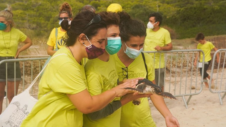 Un total de 15 tortugas marinas son liberadas en Ibiza, donde nacieron hace un año.