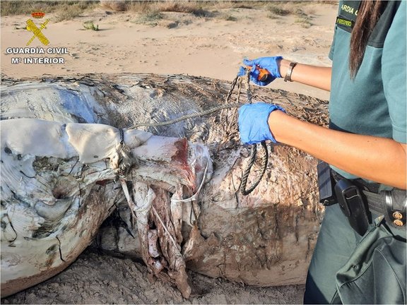 La Guardia Civil recupera el cadáver de una ballena rorcual de 14 metros varada en la Playa de El Altet
