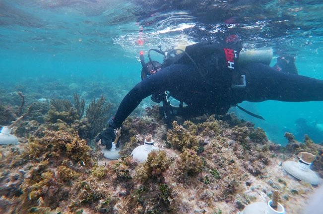Fotografía sin fecha especifica de toma, cortesía de Organizacion Oceanus, que muestra a un expertos mientras examina un arrecife, en la costas de Punta Nizuc, en el balneario de Cancún en Quintana Roo (México). EFE/ Organizacion Oceanus