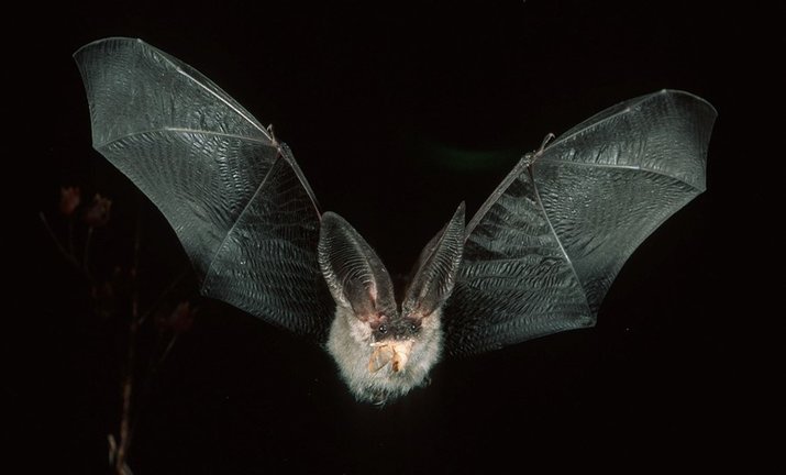 Transición Ecológica estudia los murciélagos de Canarias y la eficacia de las medidas de protección