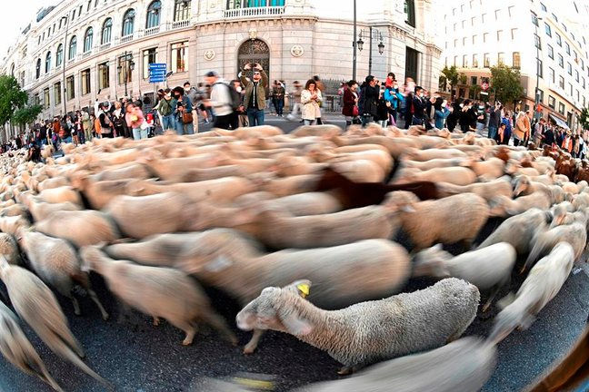 Mil ovejas merinas y cien cabras retintas del rebaño del Consejo de la Mesta recorren las calles del centro de la ciudad de Madrid este domingo para reivindicar el uso de las vías pecuarias en la Fiesta de la Trashumancia. EFE/ Fernando Villar