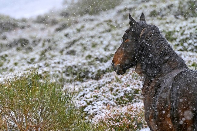 GRAF5083. ALTO CAMPOO (CANTABRIA), 03/11/2021.- Un caballo pasta en las inmediaciones de la estación de esquí de Alto Campoo, este miércoles, donde han caido las primeras nevadas en la comunidad cántabra .EFE/Pedro Puente Hoyos
