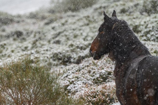 Un caballo pasta en las inmediaciones de la estación de esquí de Alto Campoo, este miércoles, donde han caido las primeras nevadas en la comunidad cántabra .EFE/Pedro Puente Hoyos