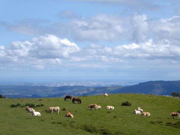 Varias vacas pastan en un prado cántabro.