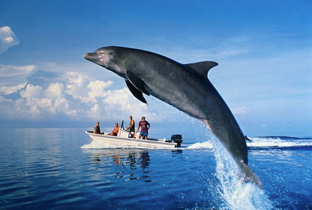 Océano Atlántico, cerca de West End, Bahamas. Las especies se encuentran en la mayoría de las regiones tropicales, subtropicales y templadas. El avistamiento de delfines se ha convertido en los últimos años en una actividad turística muy popular entre los visitantes de las Bahamas.