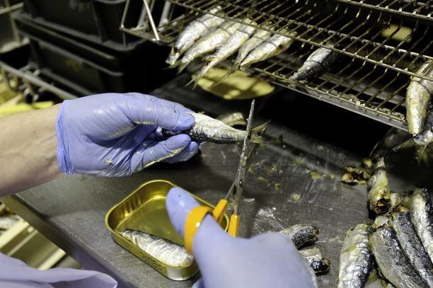 Un empleado corta una sardina en una conservera. / ALERTA