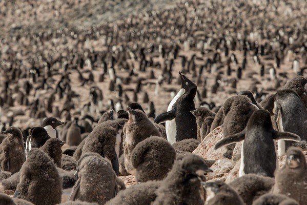 Adélie penguin colony on Devil Island, Antartica.\n\nThe Greenpeace ship Arctic Sunrise has returned to the Antarctic Peninsula with a team of independent scientists from Stony Brook University, to conduct ground breaking research on remote penguin colonies, many of which have never before been surveyed. To investigate the impacts of the climate crisis on Antarctic penguin populations.
