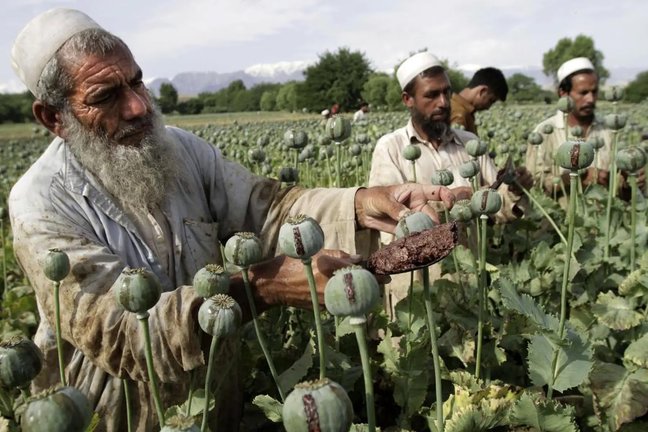 Agricultores afganos recogen opio en bruto en los campos de amapolas de Jalalabad. La producción de opio batió récords durante la pandemia